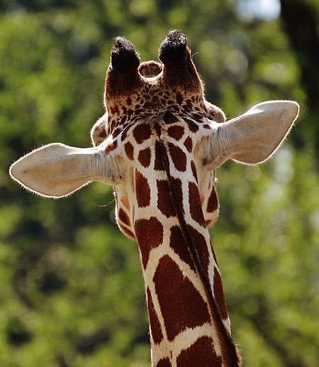 dreams-dyr-giraf