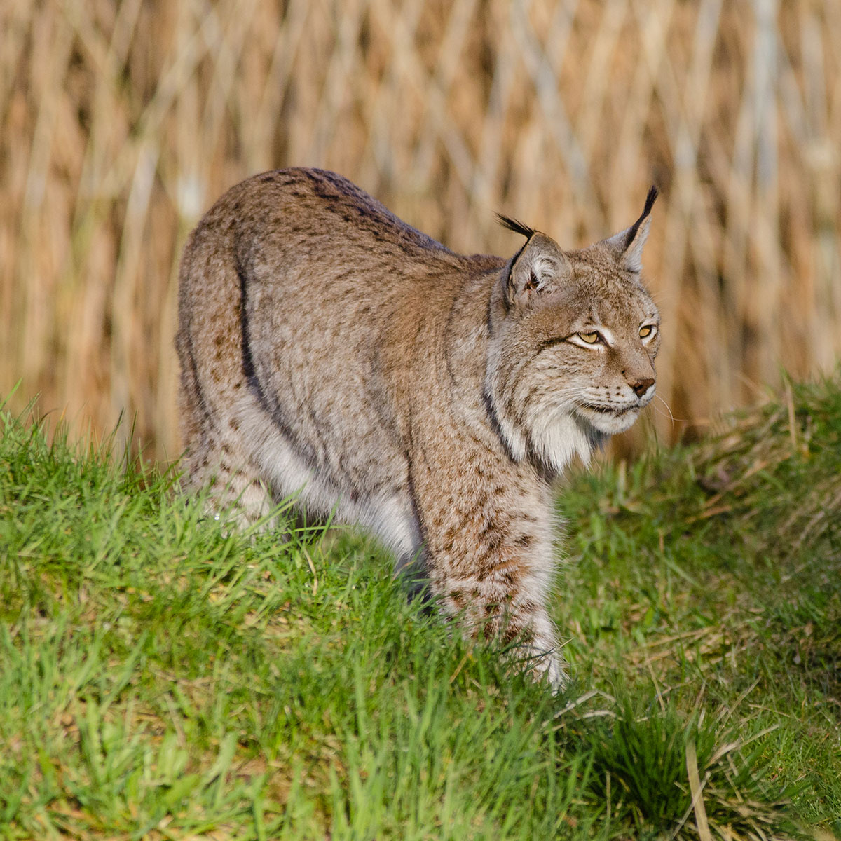 Drømmesymbol Puma –