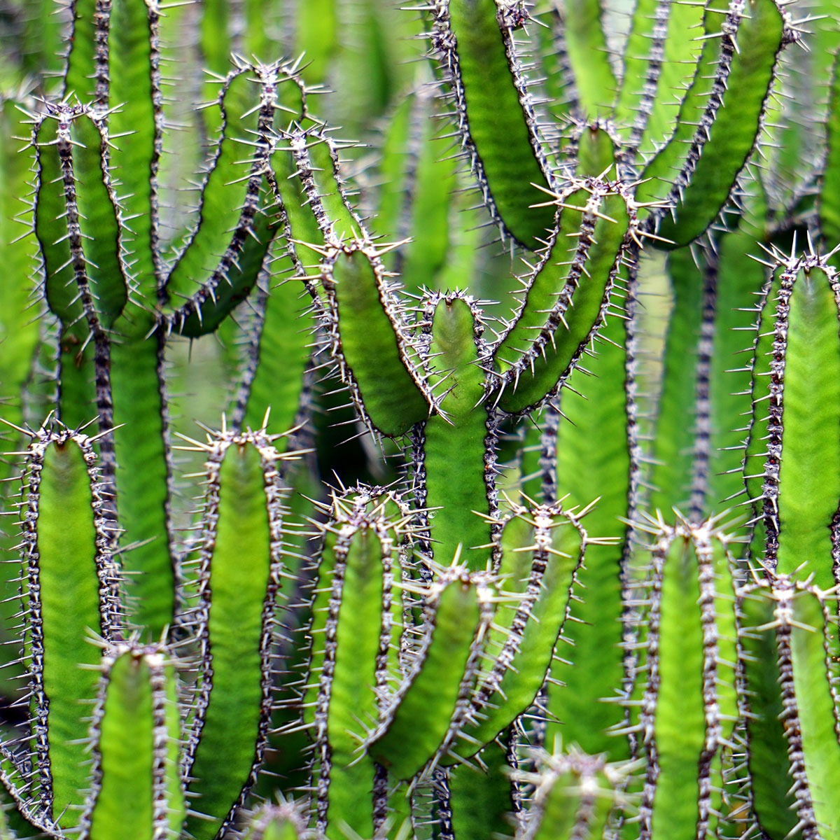 dreams-planter-kaktus