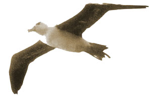 drom-albatros