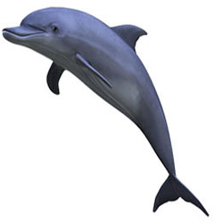 drom-delfin