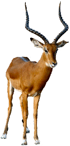 drom-dyr-antilope