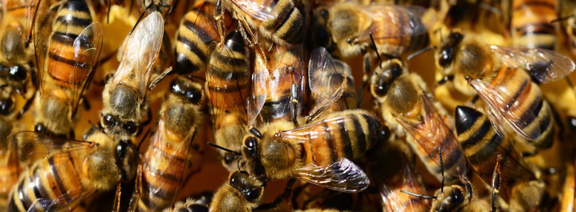 drommetema-insekter-bier