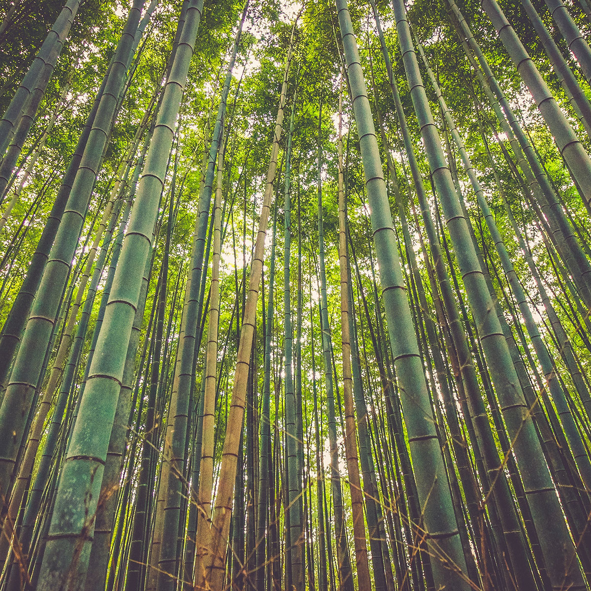 Feng shui Bambus