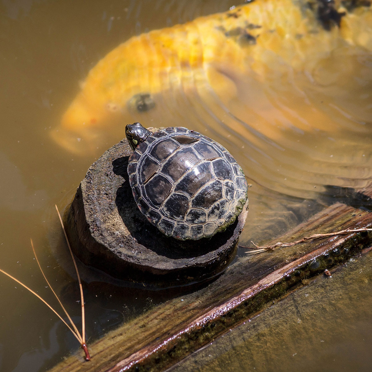 Feng Shui skildpadde