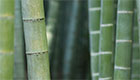 fs-remedier-lille-bambus