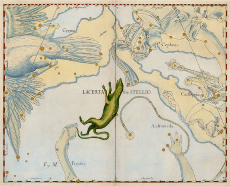 hevelius-lacerta1