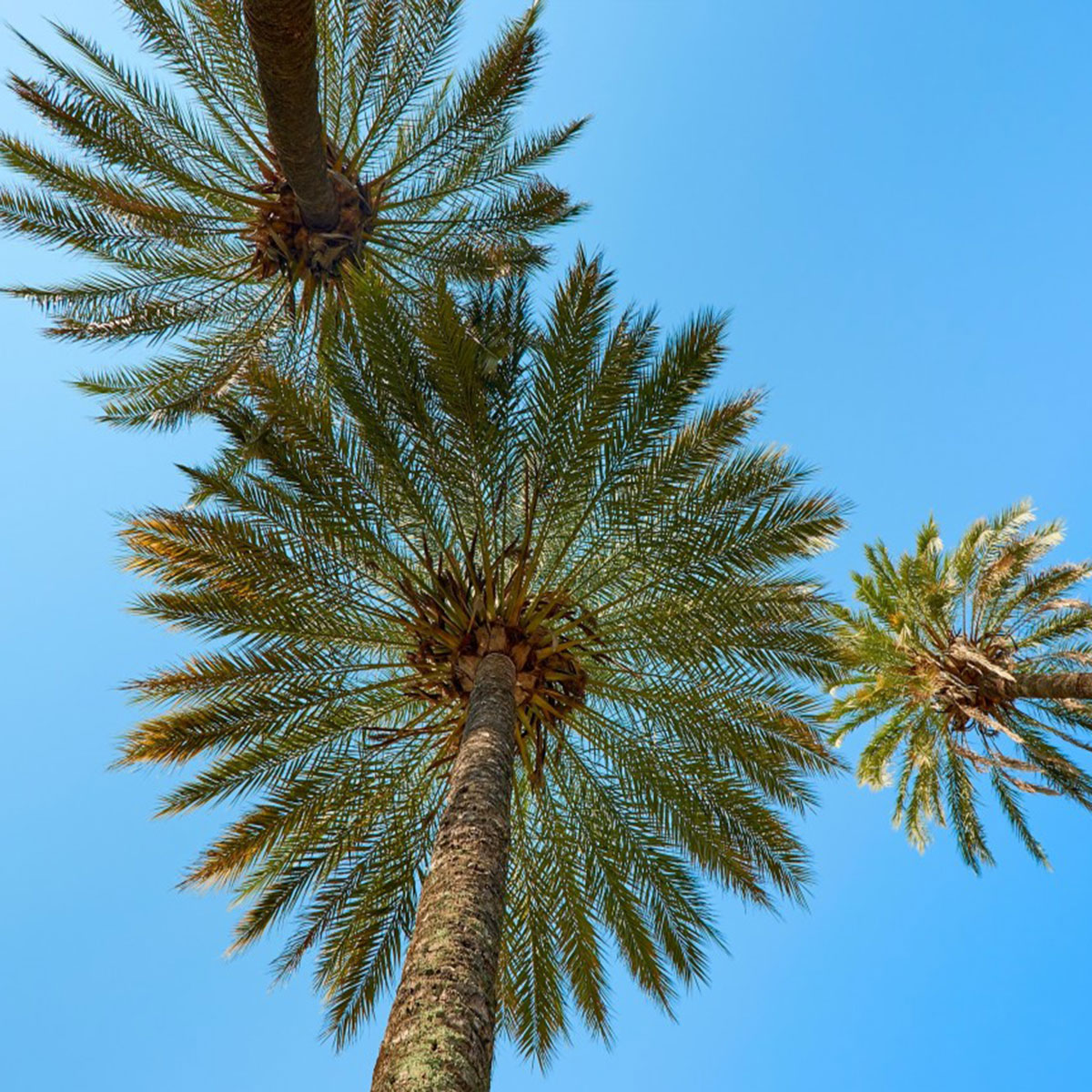 left-skabne-palm-02